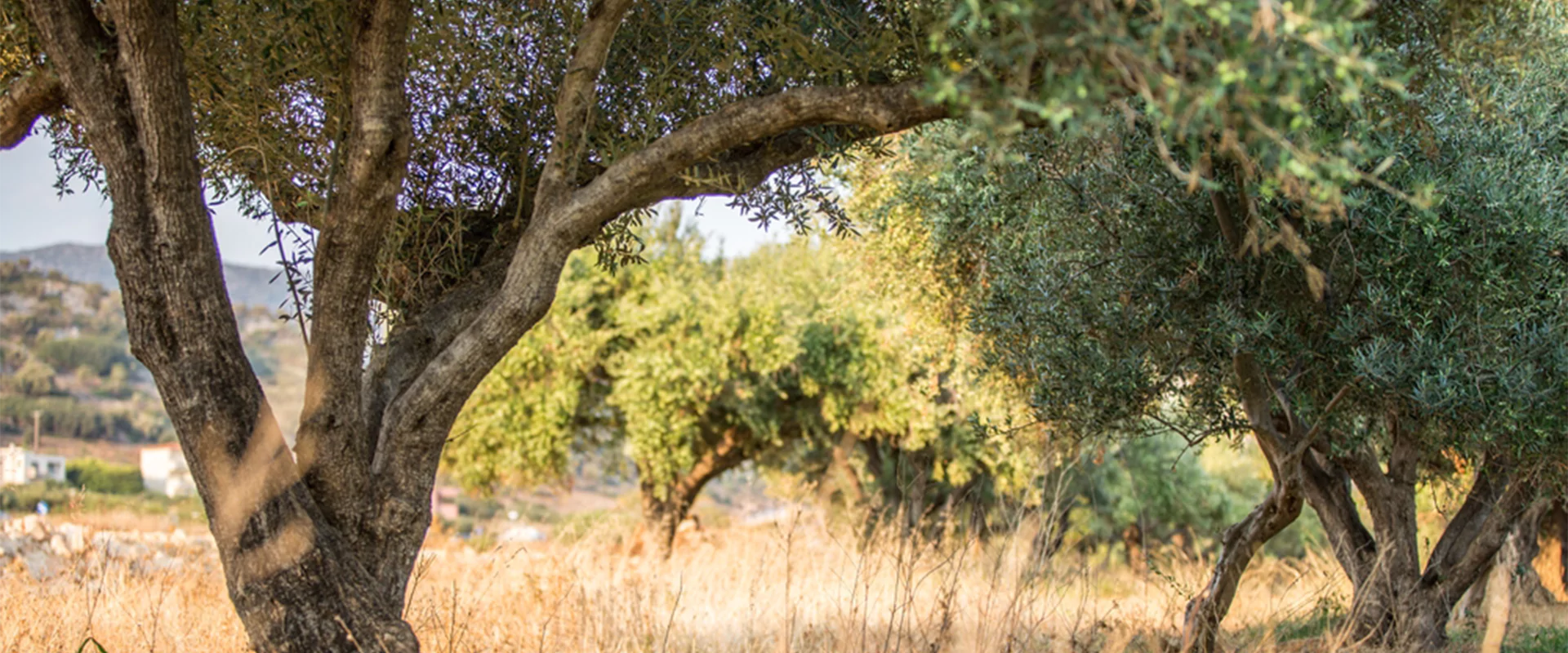 slider image slider_item_G7GgRB