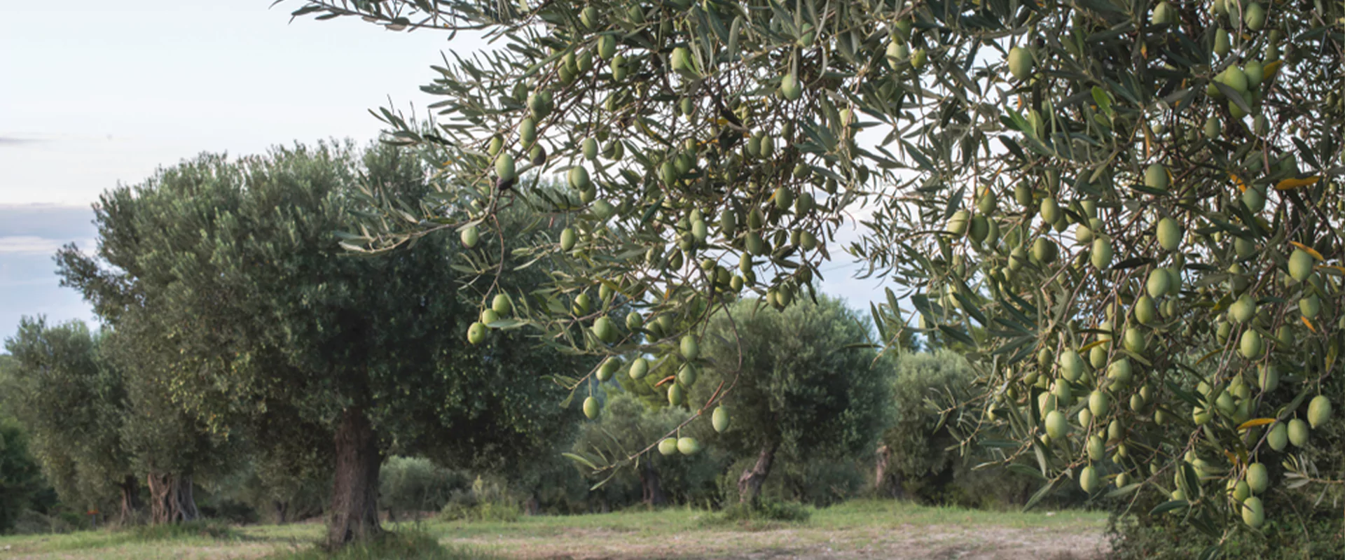 slider image slider_item_XgLkdG