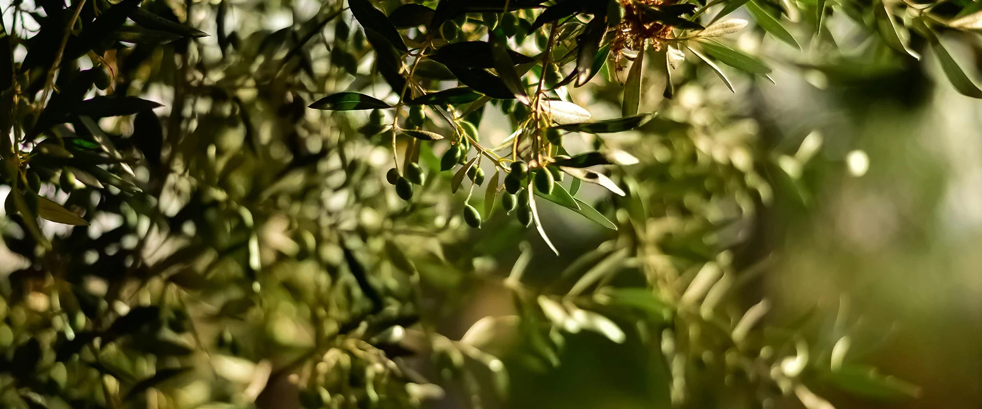 slider image 1621243260e1af0c20-0